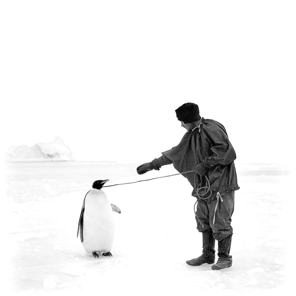 Выгуливание пингвина